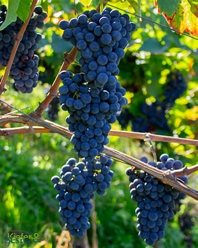 Mitten av augusti och vi väntar på skörden