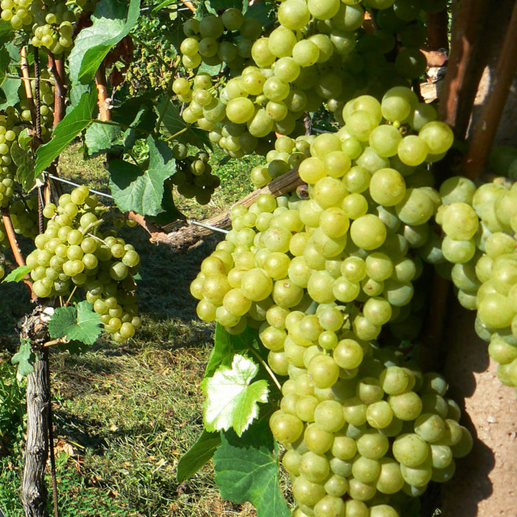 Vinplantor