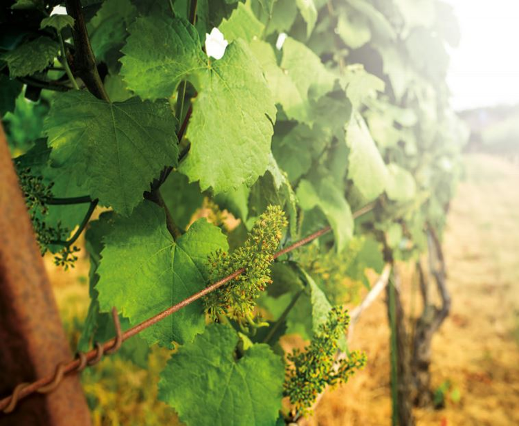 Verktyg och tillbehör för uppbindning