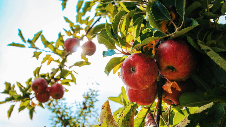 Utrustning för ciderproducenter