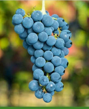 Cabernet cortis