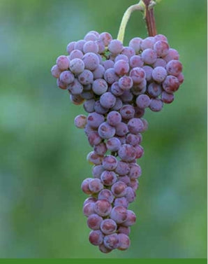 Souvignier gris