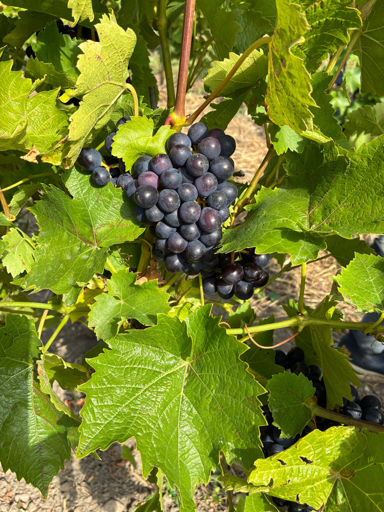 Utrustning för vinproducenter