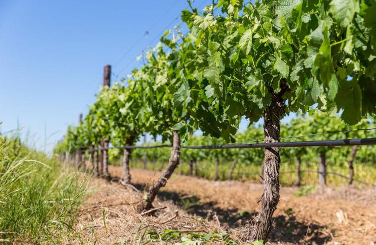 Droppbevattning från Netafim
