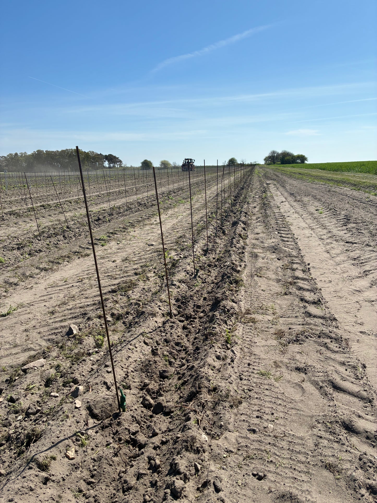 Plantering, montering av plantstöd, vingårdsstolpar och tråd.
