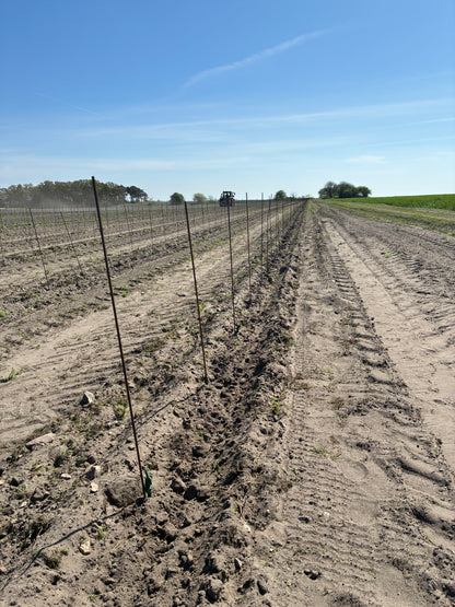 Plantering, montering av plantstöd, vingårdsstolpar och tråd.