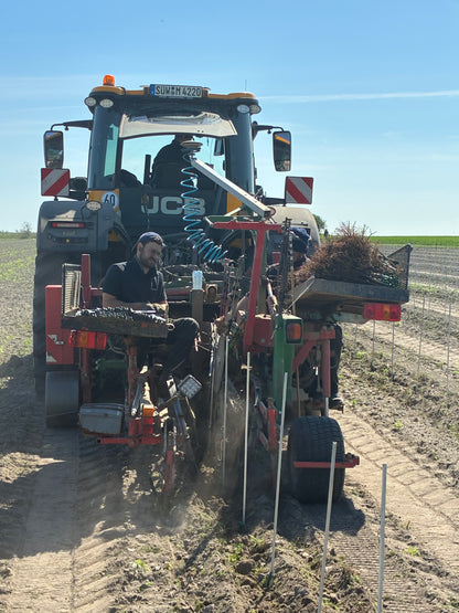 Plantering, montering av plantstöd, vingårdsstolpar och tråd.