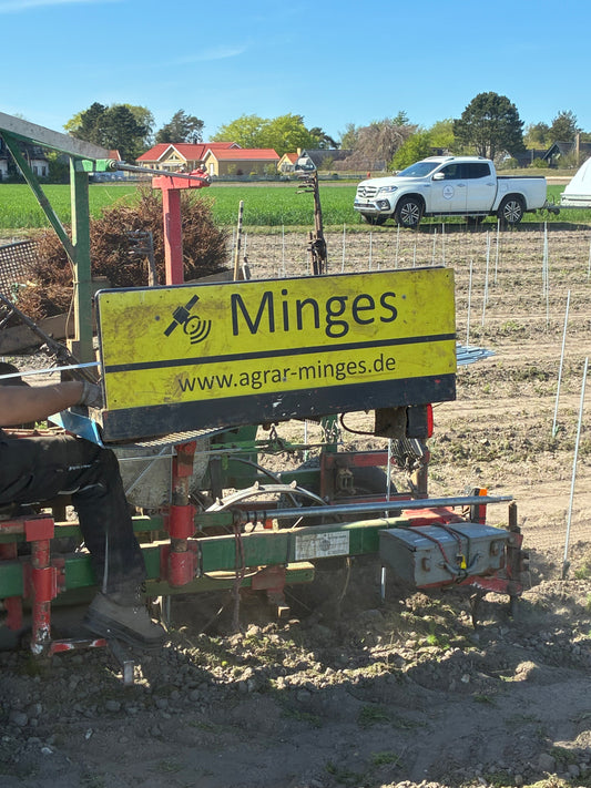 Plantering, montering av plantstöd, vingårdsstolpar och tråd.