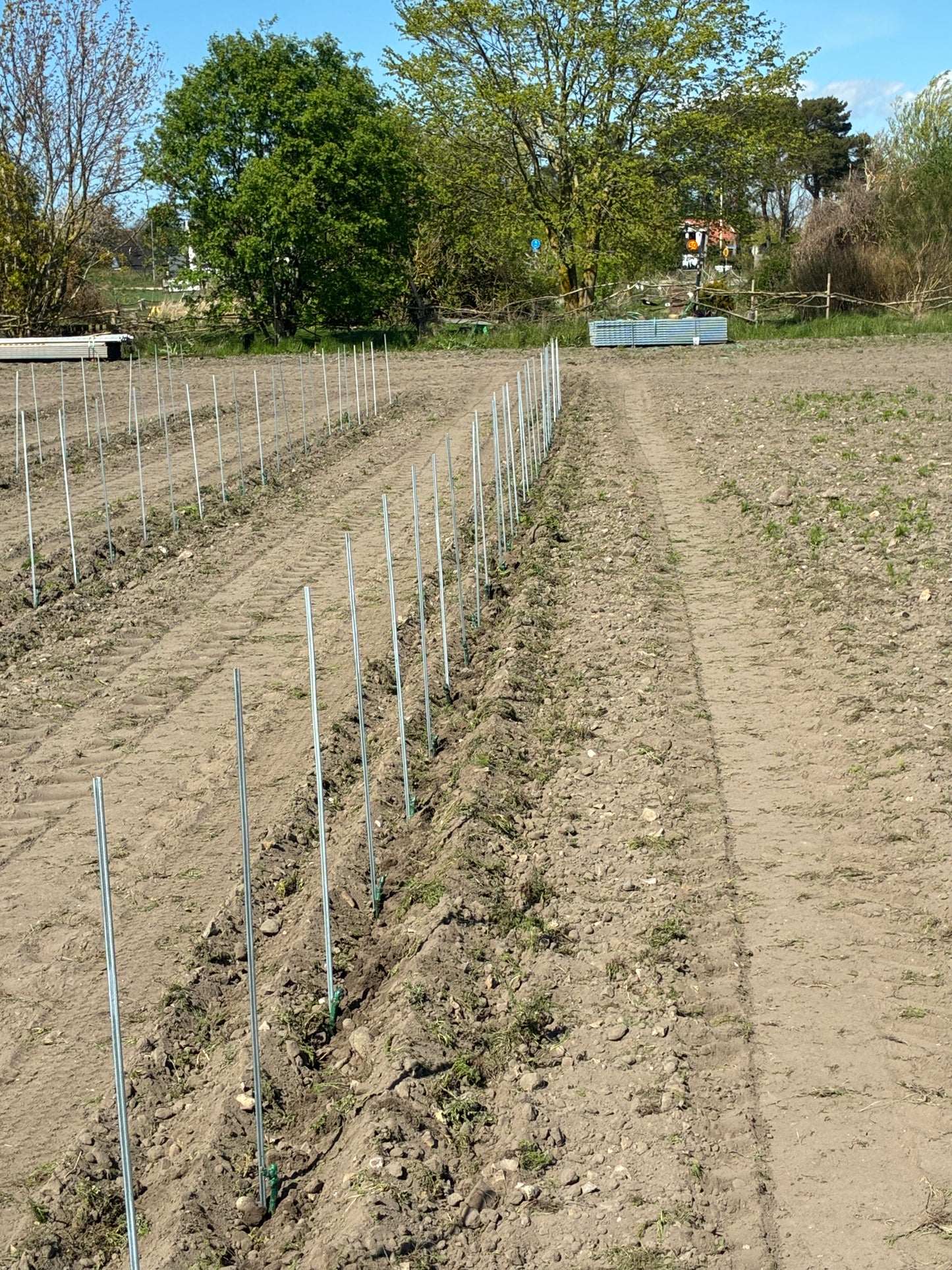 Plantering, montering av plantstöd, vingårdsstolpar och tråd.