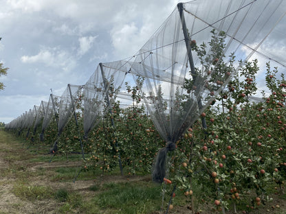 Fågelnät för fruktodling