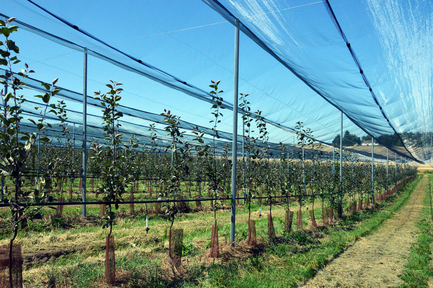 Fågelnät för fruktodling