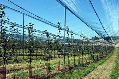 Fågelnät för fruktodling