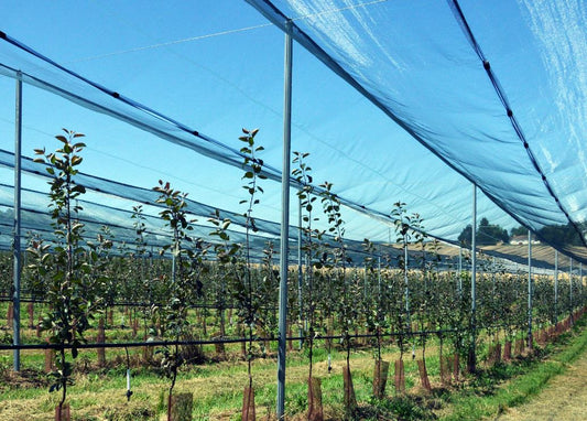 Fågelnät för fruktodling