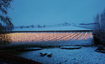 Frolight® innovativt frostskydd för vinrankor