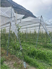 Hagelnät för fruktodling